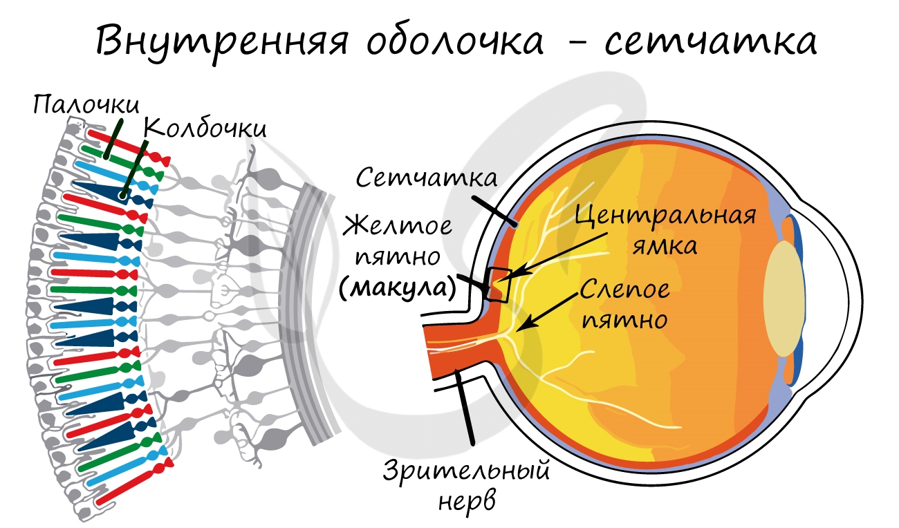 Сетчатка внутренняя оболочка глаза